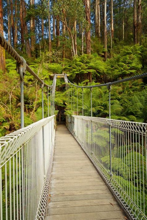 Puente Colgante En Bosque Foto De Archivo Imagen De Puente 70779812