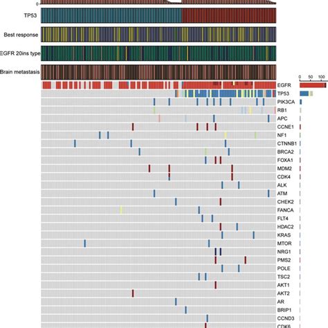 Baseline Mutation Landscape In Patients With Egfr Ins Tumor Mutation