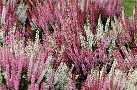 Image Common Heather Calluna Vulgaris Beauty Ladies 573032