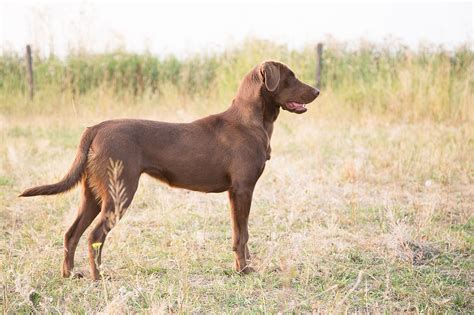 Diamond R Kennels Our Girls Montana Labs