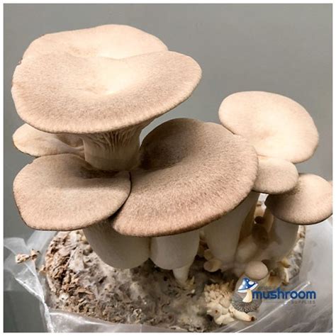 Mushroom Kit King Oyster Pleurotus Eryngii Aussie Mushroom Supplies