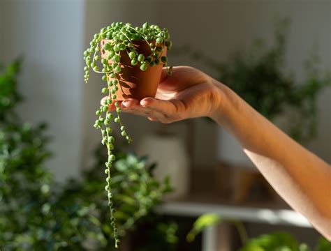 How To Grow And Care For String Of Pearls Backyard Boss