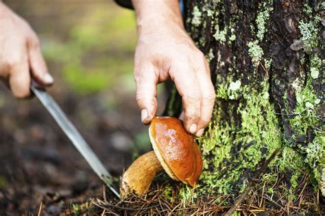 Pilze sammeln Tipps für Anfänger Pflanzen Garten