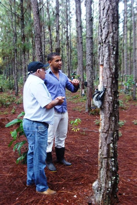 Comunicação Goma resina é importante agregador de valor à floresta