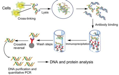 Chromatin Immunoprecipitation Chip Assay