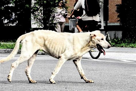 【校園遊蕩犬攻擊調查】12年301宗、1死4重傷 大學學生會籲檢討 環境資訊中心