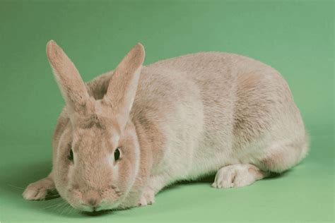 Crème dArgente Rabbit Size Color Temperament Behavior