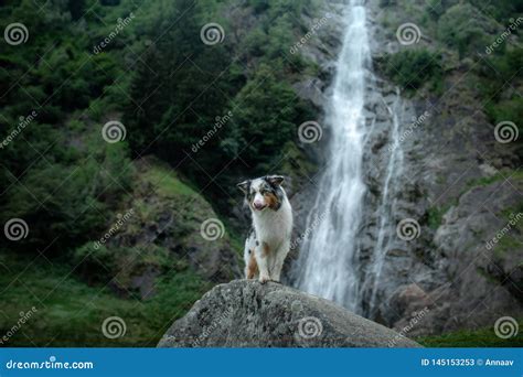 Dog on the Waterfall. Pet on the Nature, Rest. Australian Shepherd ...