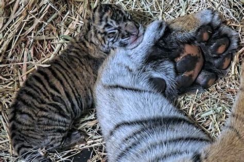 2 Sumatran Tiger Cubs Born at the San Diego Zoo Safari Park