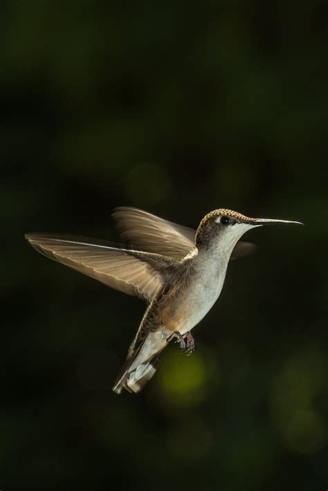 Close-Up Photography of Hummingbird · Free Stock Photo