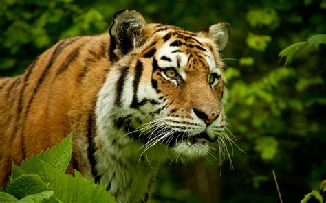 Wallpaper Animals Nature Tiger Wildlife Big Cats Zoo Whiskers