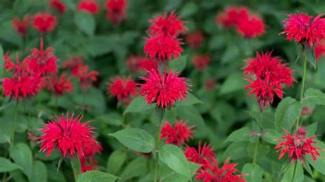 17 Best Bee Balm Varieties for the Home Garden