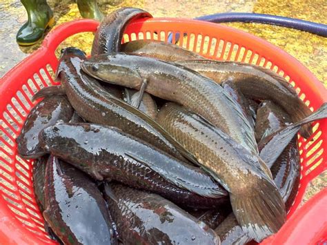 doi doi nho nuoi ca nuoc ngot aquaculture