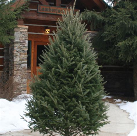 Balsam Fir Christmas Tree - Denver Christmas Trees - Fresh Cut ...