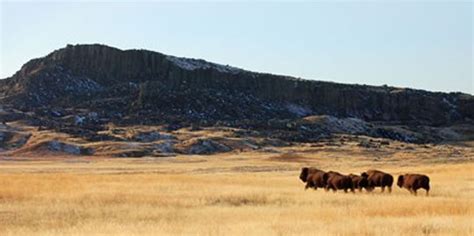 MSU Extension Fort Belknap Reservation - MSU Extension Fort Belknap ...