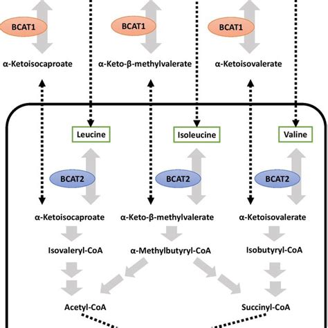 Schematic Metabolic Pathway Of Bcaas In Human Bcaas Leucine