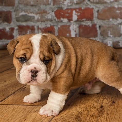 1 English Bulldog Puppies For Sale In Texas