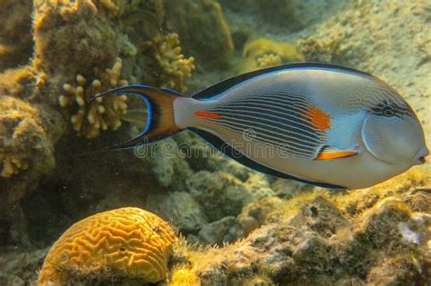 Brightly Colored Red Sea Coral Fish The Sohal Surgeonfish Or Sohal