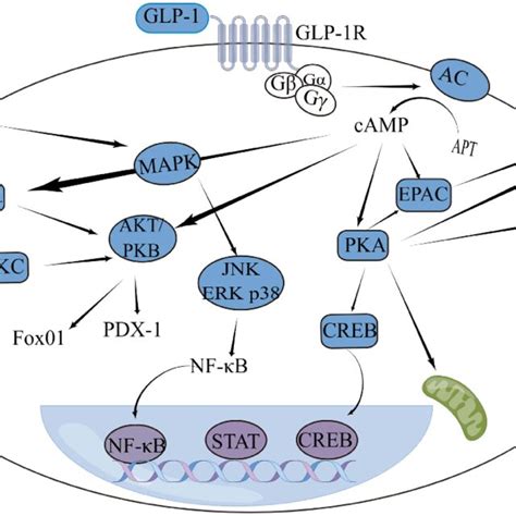 The GLP-1/GLP-1R signaling pathway in cells. | Download Scientific Diagram