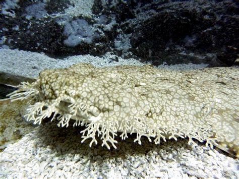 Wobbegong Shark – "OCEAN TREASURES" Memorial Library