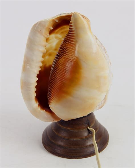 Taxidermy Conch Shell Lamp