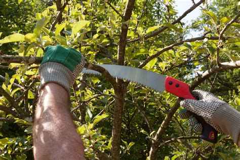 Pruning Saw Ryno Lawn Care LLC