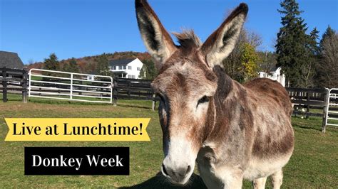 Live At Lunchtime Donkey Week YouTube