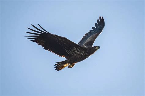 White Tailed Eagle Journeys On To Germany