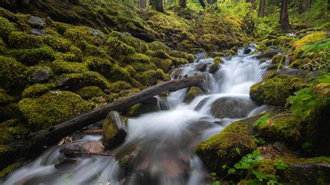 Visiting Washingtons Olympic National Park In The Offseason Pursuits