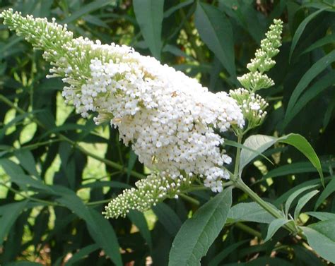 Butterfly Bush ‘White Profusion’