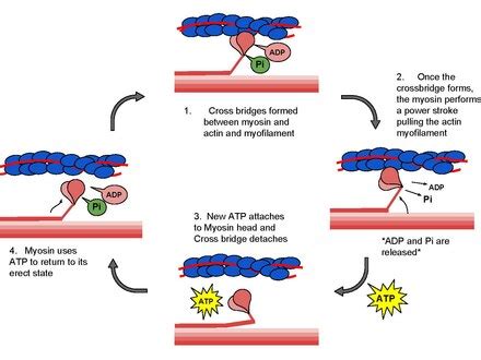 Sliding Filament Theory Wikiwand