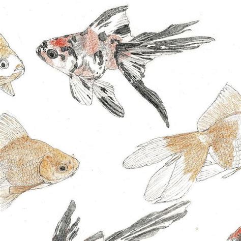 染谷香理 日本画家 Kaori SOMEYA on Instagram Drawing goldfish drawing