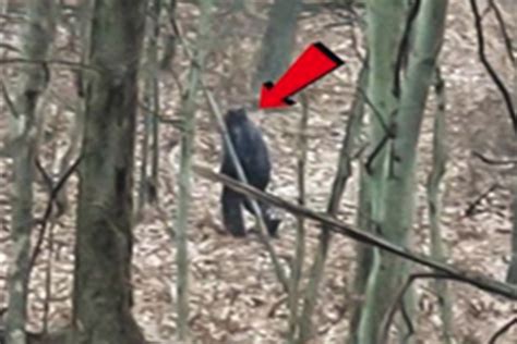 Two Hikers Say They Spotted Scary Bigfoot Creature While Walking In Woods