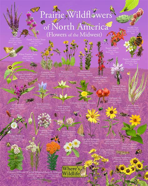 Native Prairie Wildflowers Of North America Flowers Of The Etsy