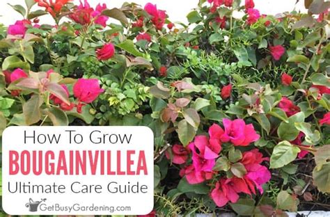 Bougainvillea Care Instructions & Complete Growing Guide