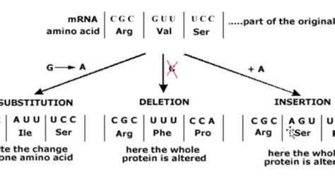 mutations mutations     dna clickview