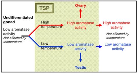 Temperature Dependent Sex Determination Aromatase Acti Open I