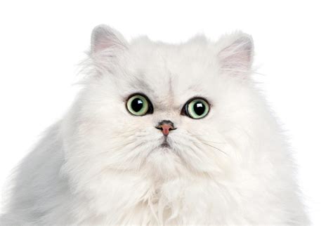 Meet the Most Adorably Fluffy Cat Breeds - Modern Cat