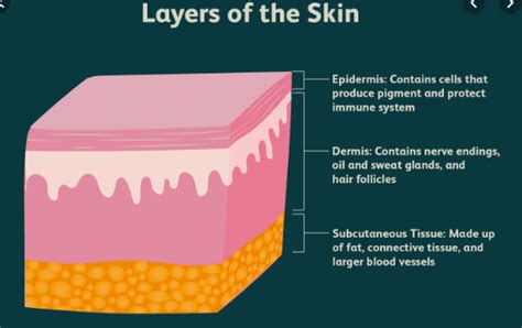 Difference Between Epidermis And Dermis Read Biology