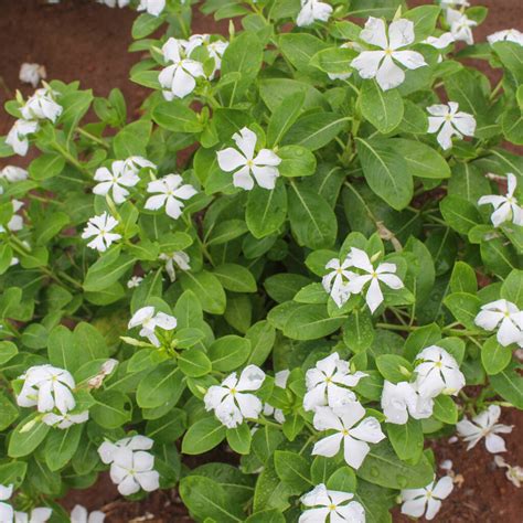 Madagascar Periwinkle White Plant Santhi Online Plants Nursery