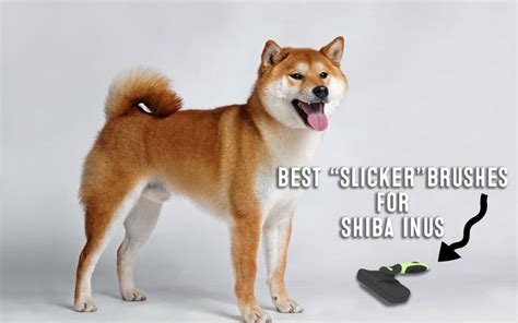 Adorable Shiba Inu Straight Tail - l2sanpiero