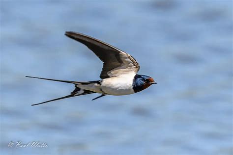 Rondine Comune Hirundo Rustica Scheda Completa