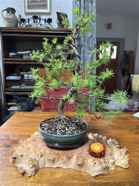 Japanese Larch— Larix Kaempherii Bonsai Akira