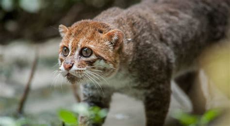 The Odd Looking Flat-Headed Cat | Critter Science