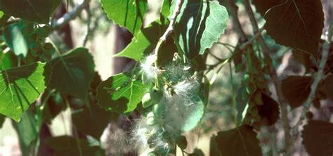 Lanceleaf Cottonwood (Populus x acuminata) - LAM Tree Service