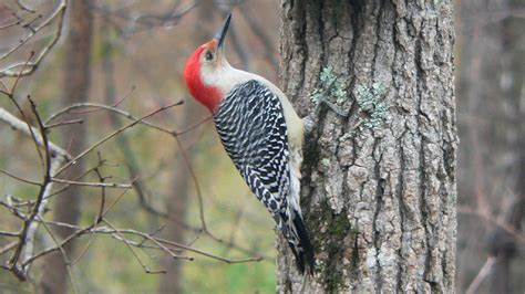 Texas Woodpeckers Where They Live And How To Id Them Birdinglocations