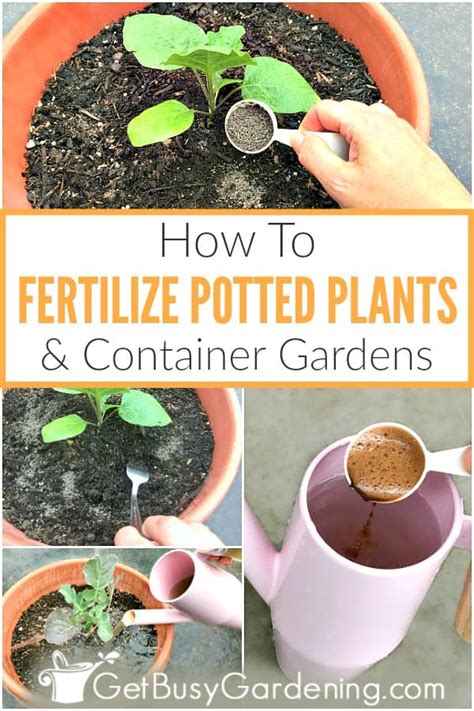 How To Fertilize Outdoor Potted Plants And Containers Get Busy Gardening