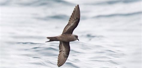 Bird Of The Week Ashy Storm Petrel Kern Audubon Society