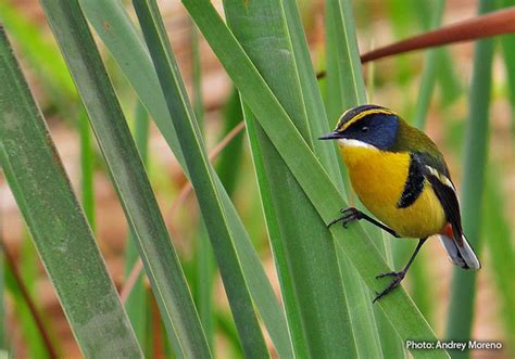 Bird Plumage Patterns And Functions Avian Report