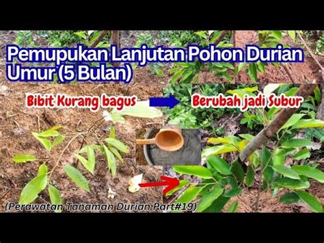 Pemupukan Lanjutan Pohon Durian Umur 5 Bulan Perawatan Tanaman